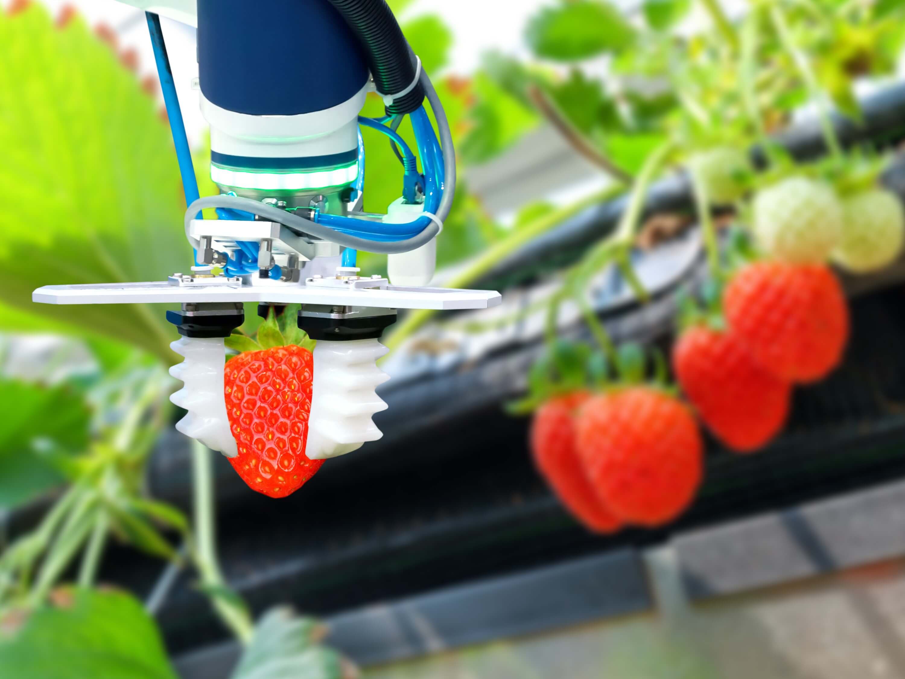 ロボットアームによるイチゴの自動収穫