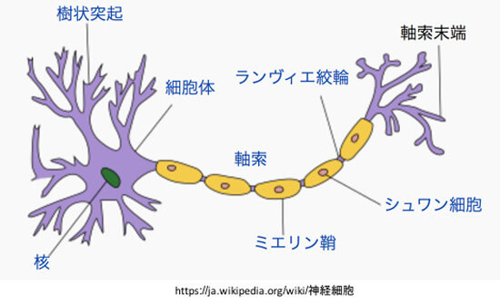 神経細胞の構成図