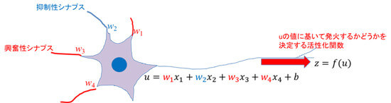 図4 神経細胞とニューラルネットワークの関係
